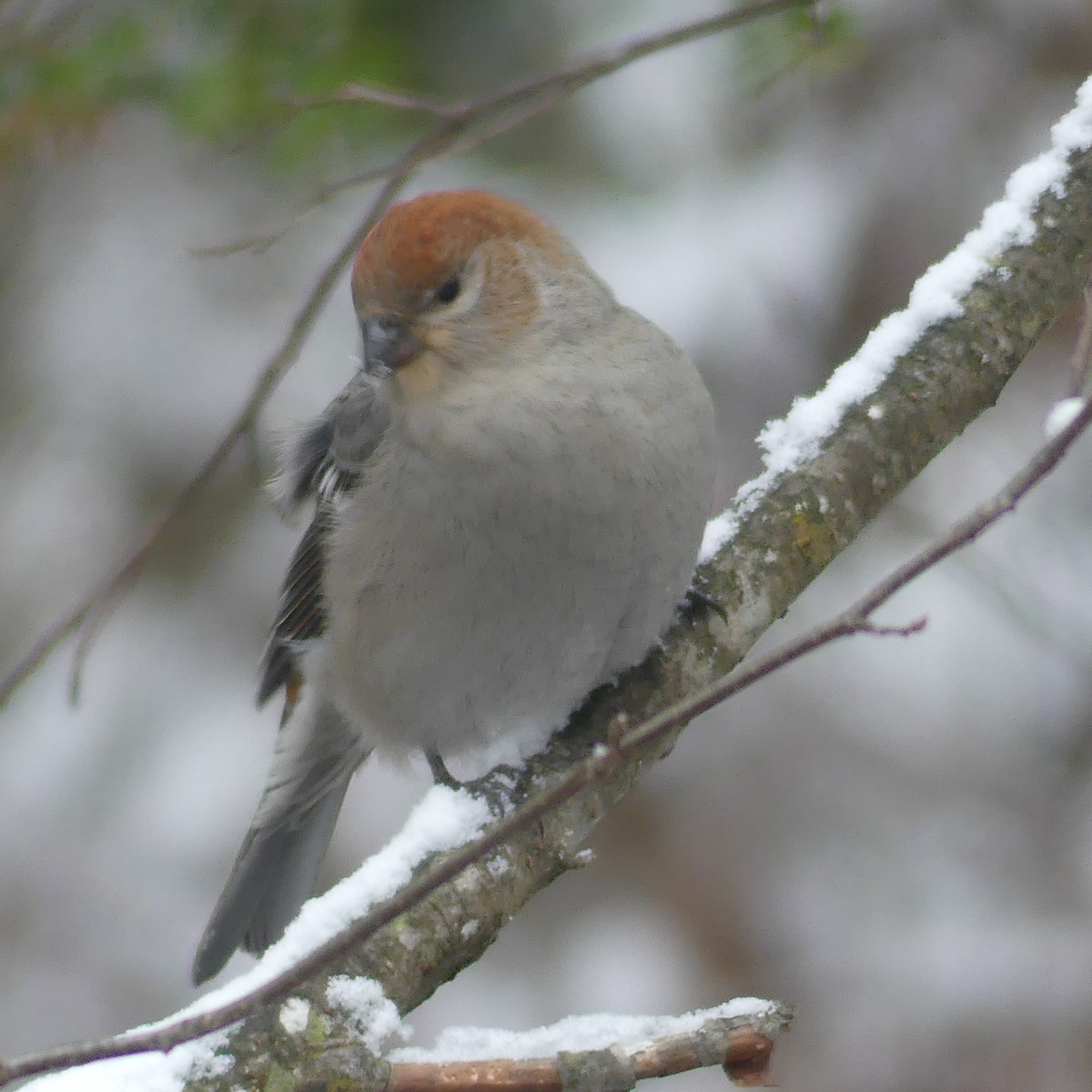 Pinu-gailupa - ML645920736