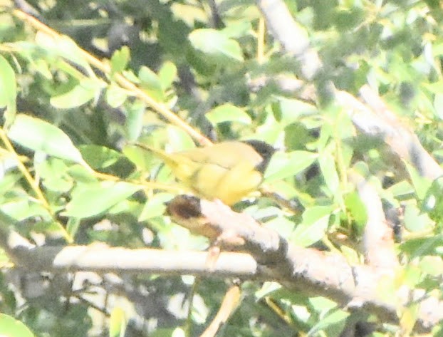 MacGillivray's Warbler - ML645920737