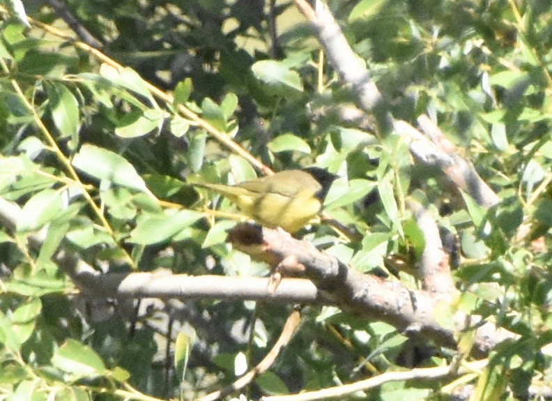MacGillivray's Warbler - ML645920738