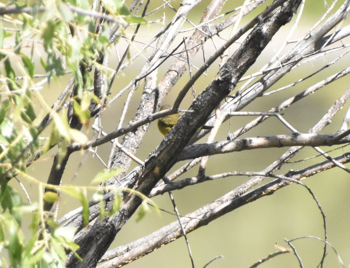 MacGillivray's Warbler - ML645920739