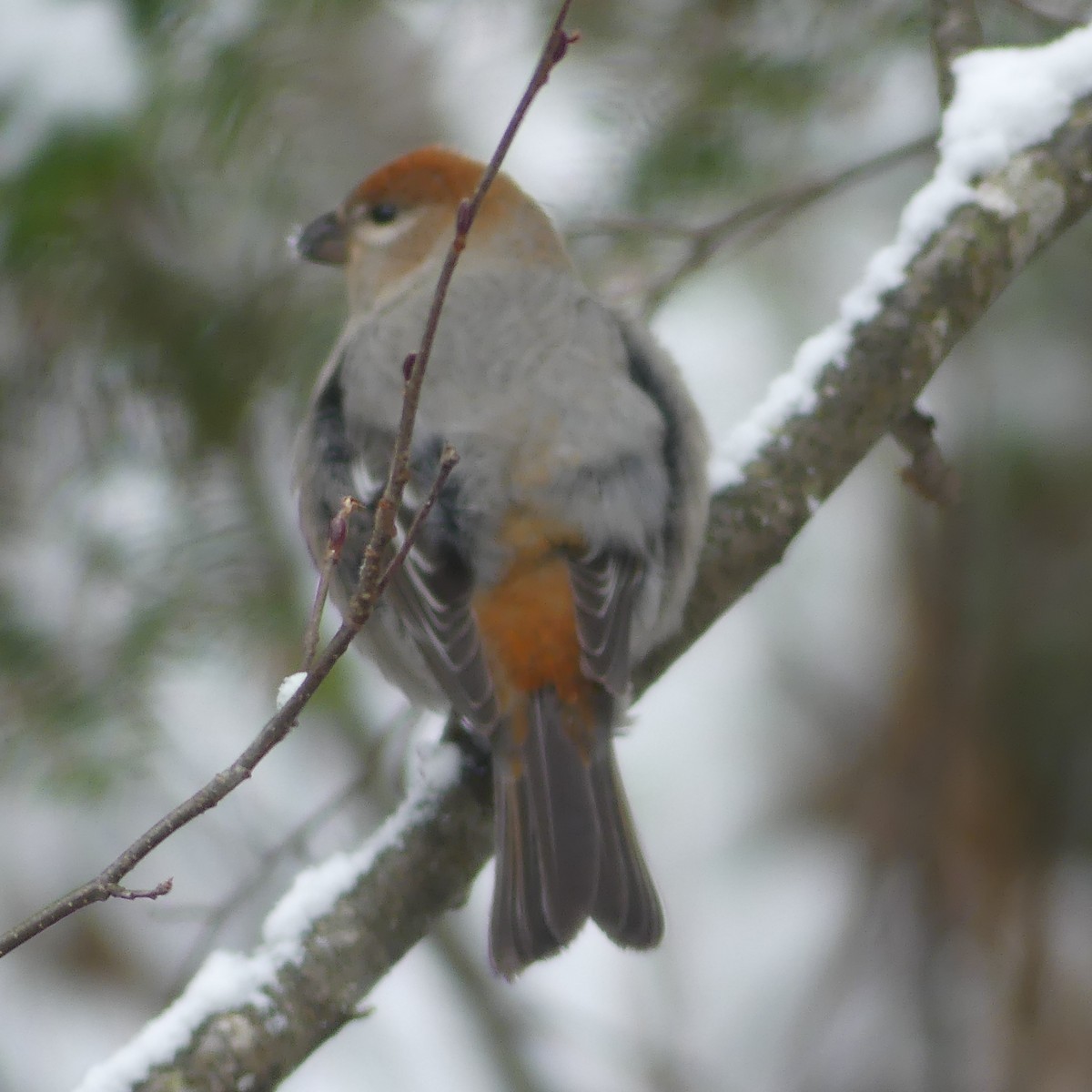 Pinu-gailupa - ML645920740