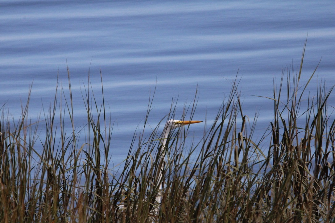 大白鷺 - ML645920741