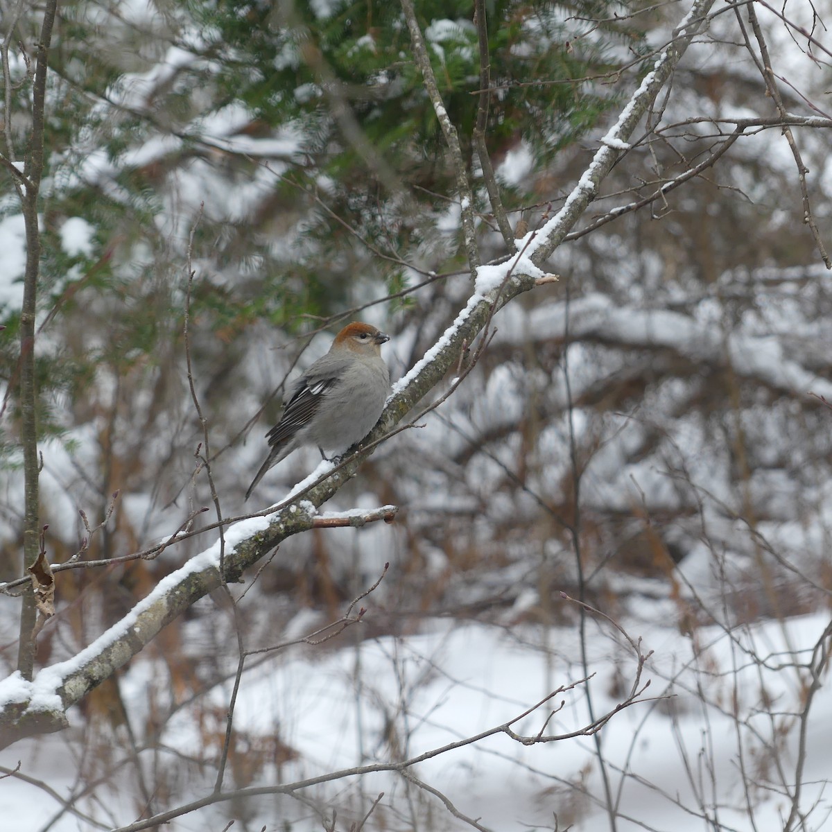 Pinu-gailupa - ML645920742