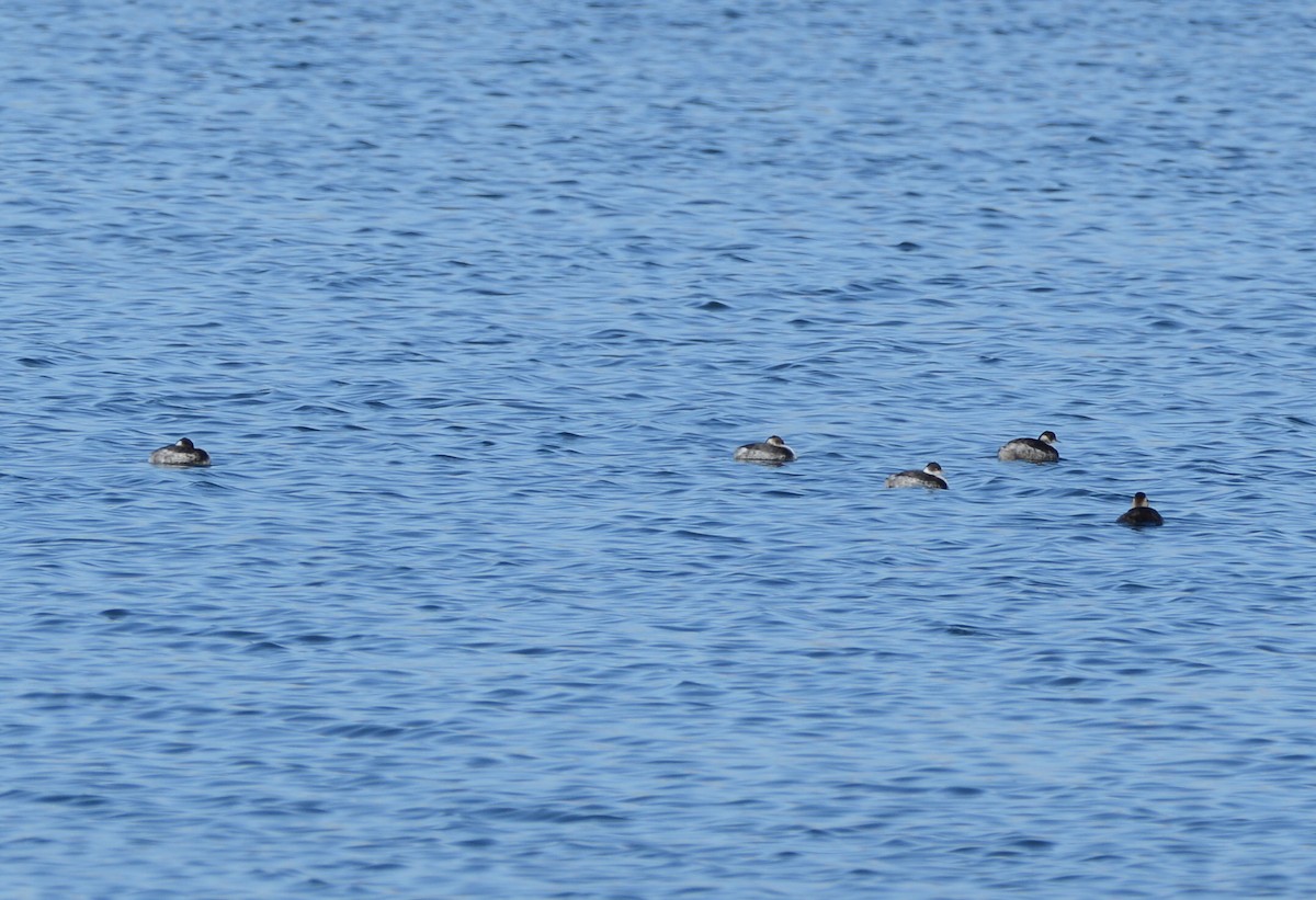 Eared Grebe - ML645920743