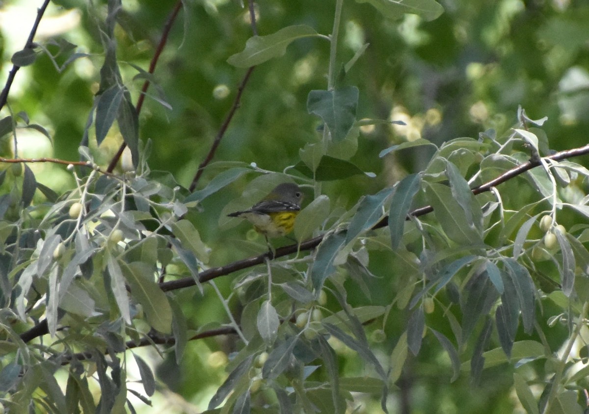 Magnolia Warbler - ML645920745