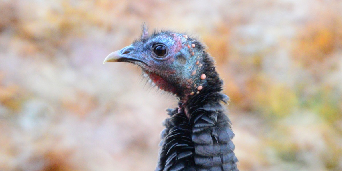 Wild Turkey - ML645920751