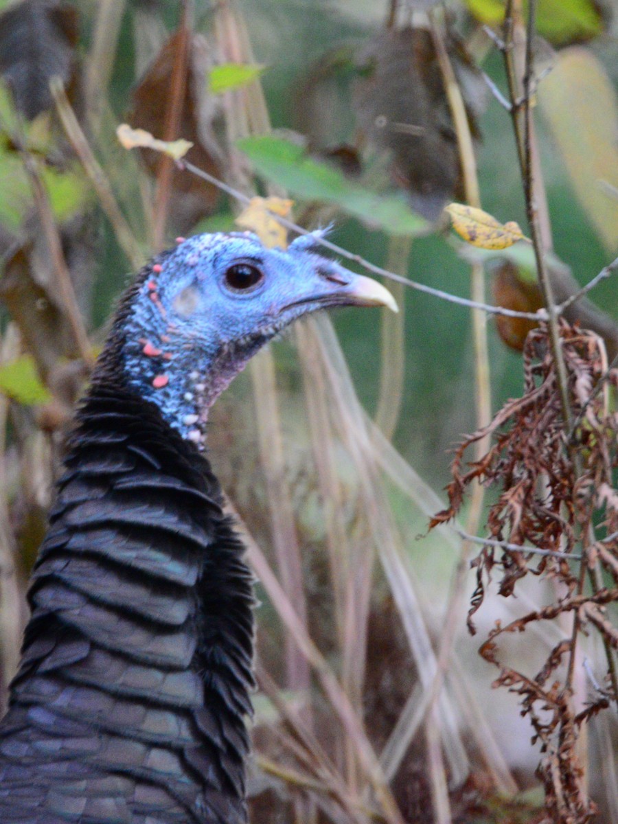 Wild Turkey - ML645920753