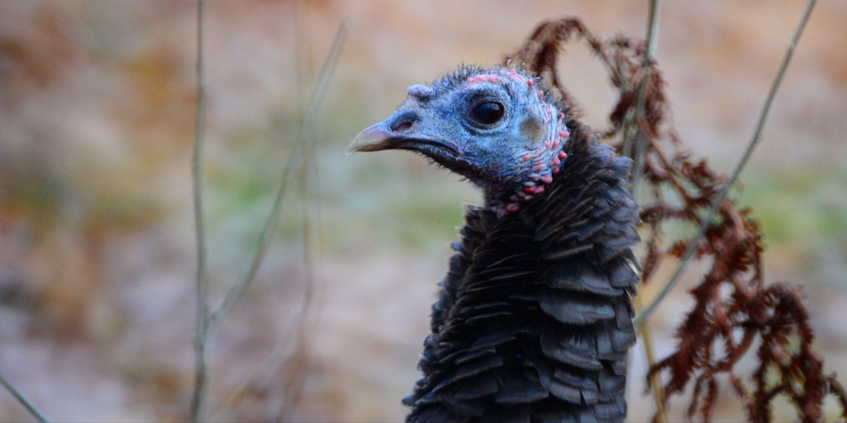 Wild Turkey - ML645920754