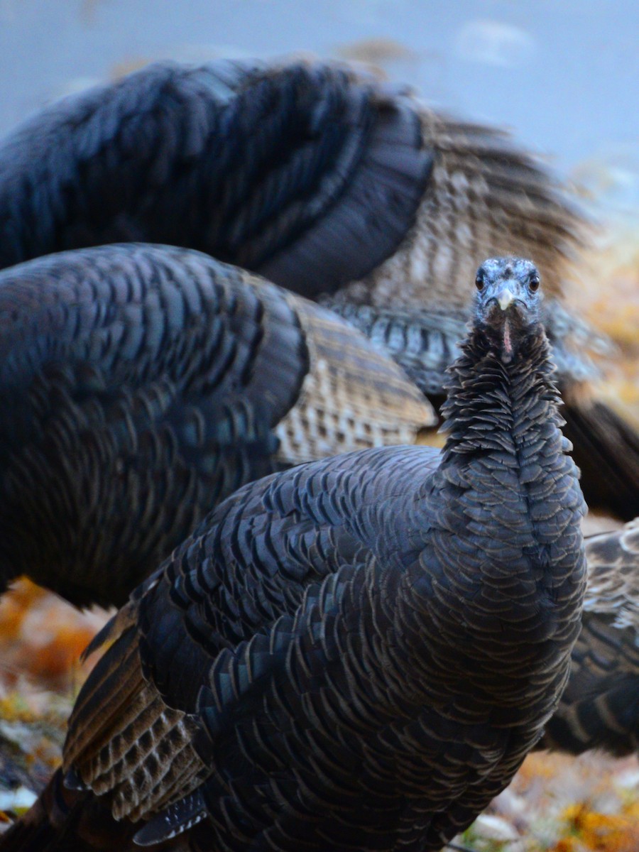Wild Turkey - ML645920756