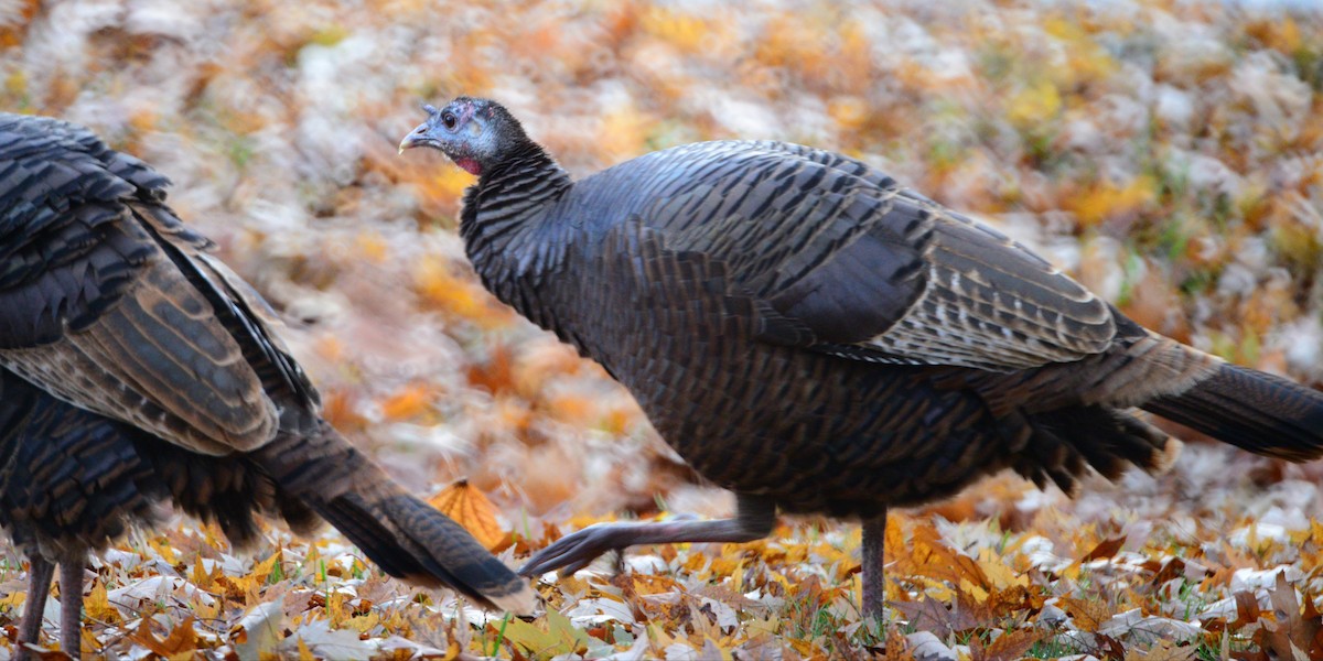 Wild Turkey - ML645920757