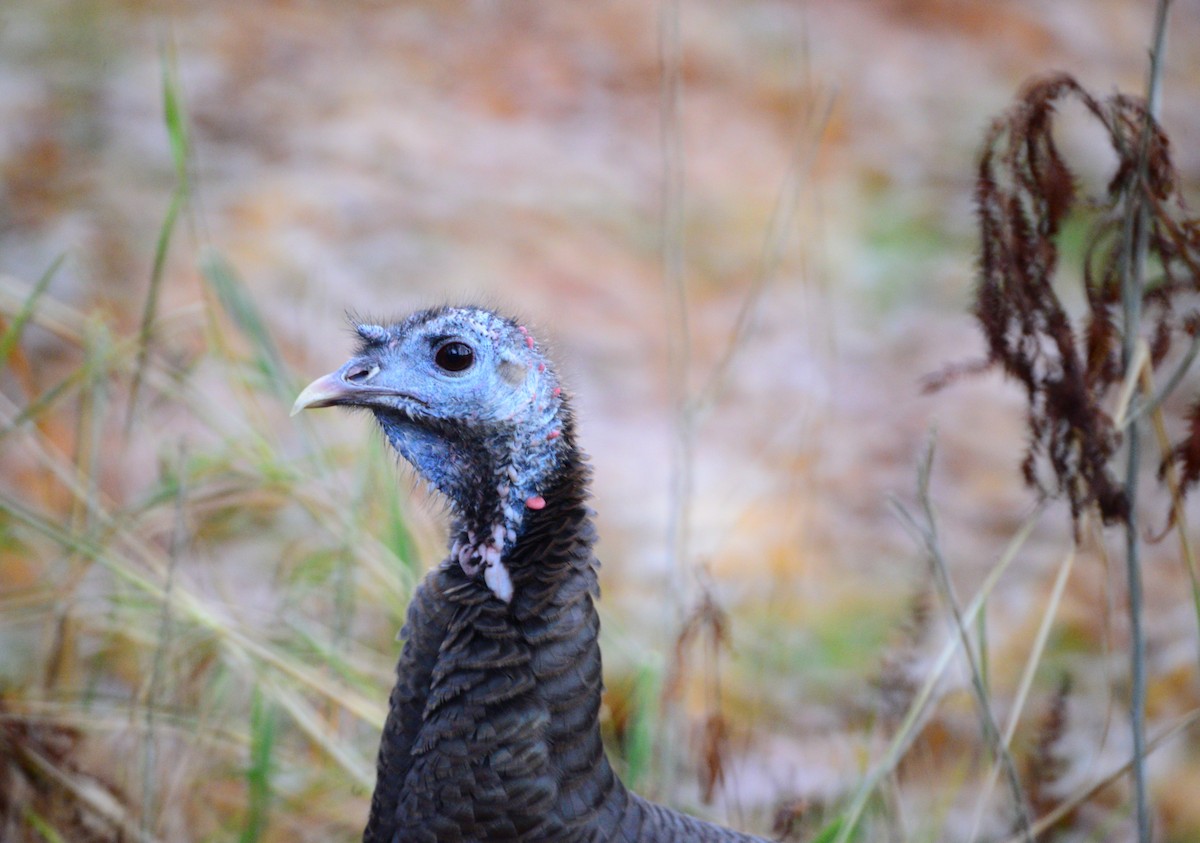 Wild Turkey - ML645920758