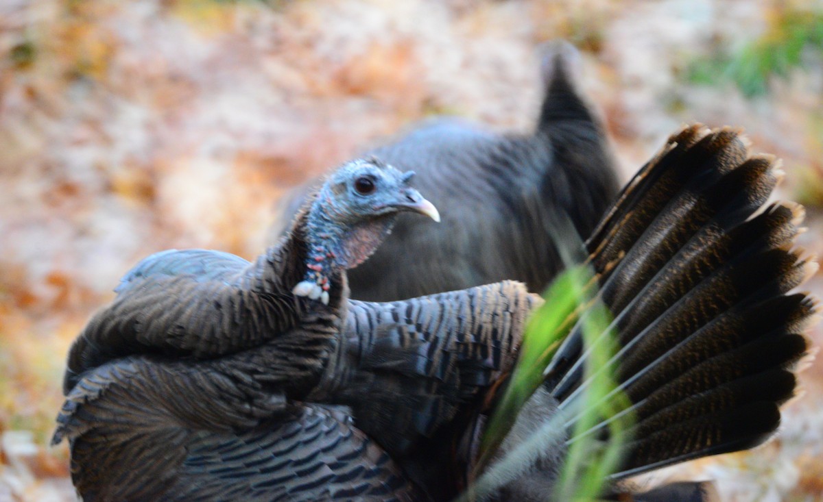 Wild Turkey - ML645920759