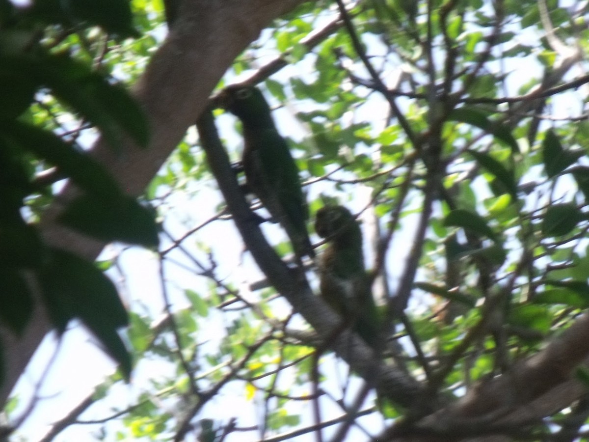 aratinga jamajský (ssp. astec/vicinalis) - ML645920760