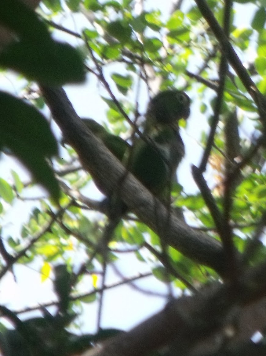 aratinga jamajský (ssp. astec/vicinalis) - ML645920762