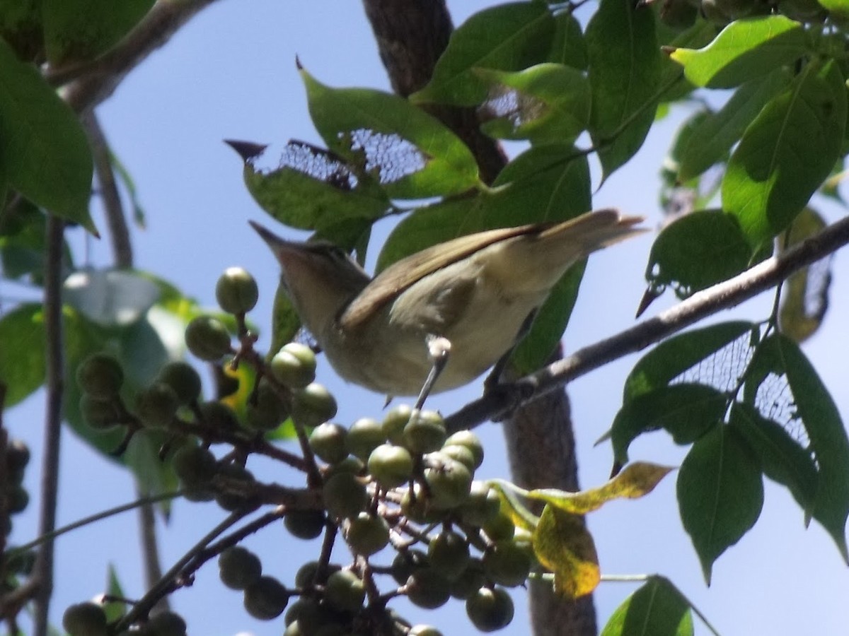 Yucatan Vireo - ML645920771