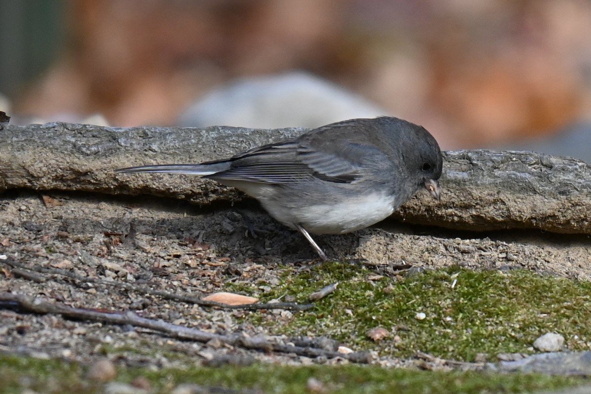Dark-eyed Junco - ML645920772