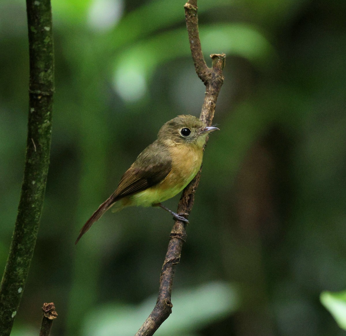 Whiskered Flycatcher - ML645920796