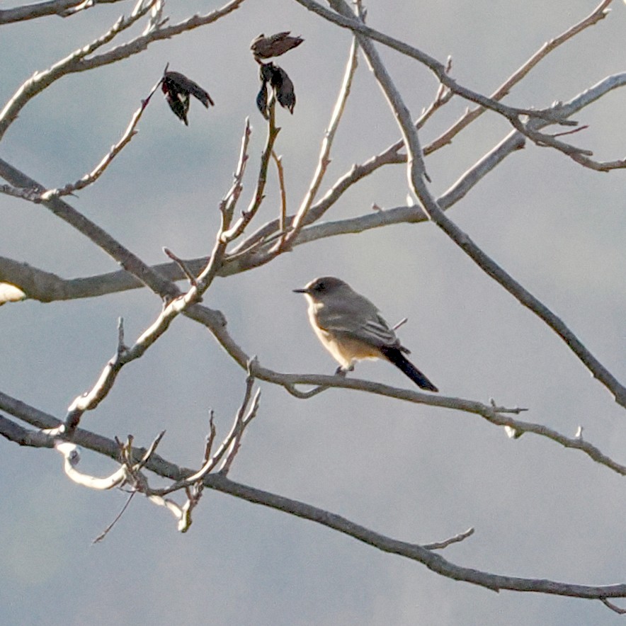 チャイロツキヒメハエトリ - ML645920807