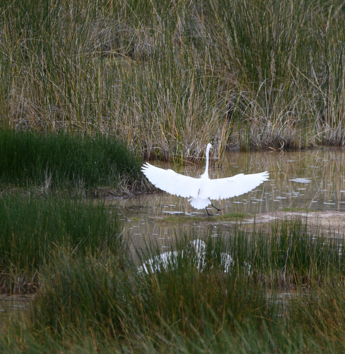 Great Egret - ML645920810