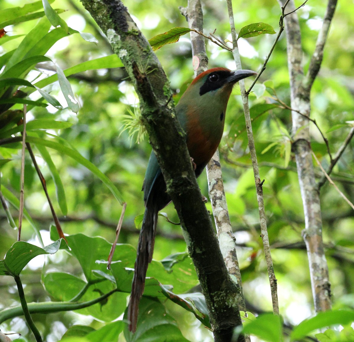 Rufous-capped Motmot - ML645920827