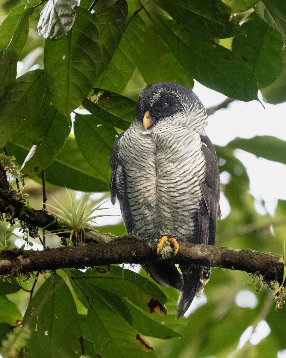 Сова-лісовик строката - ML645920837