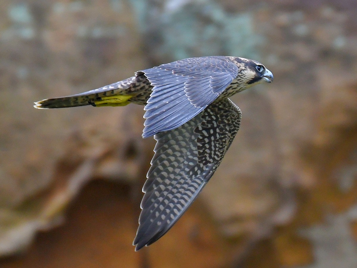 Peregrine Falcon - ML645920843