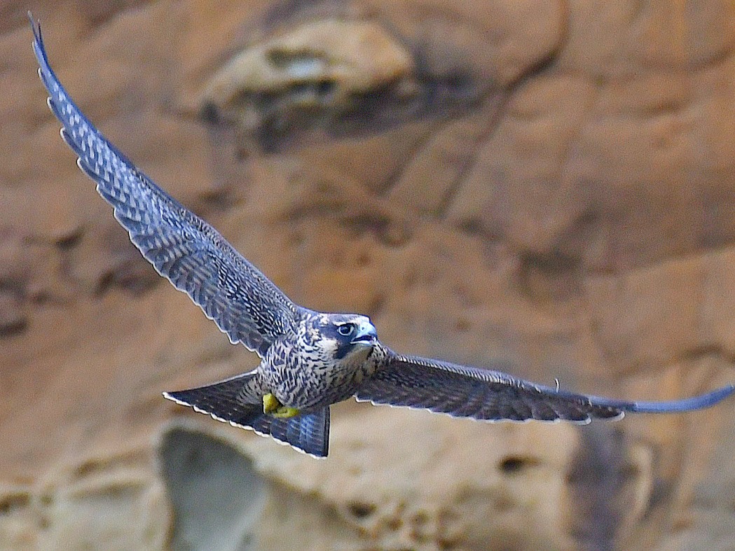 Peregrine Falcon - ML645920844