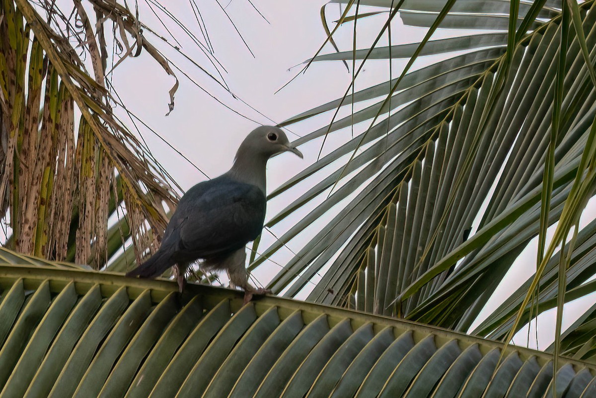 Green Imperial-Pigeon - ML645920848