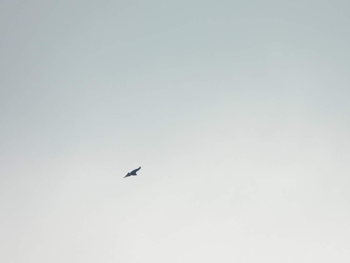 Катарта чорна - ML645920849