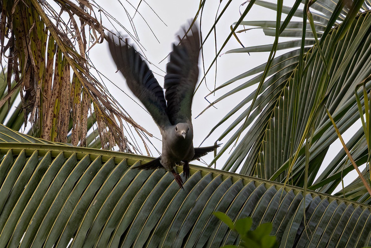 Green Imperial-Pigeon - ML645920850