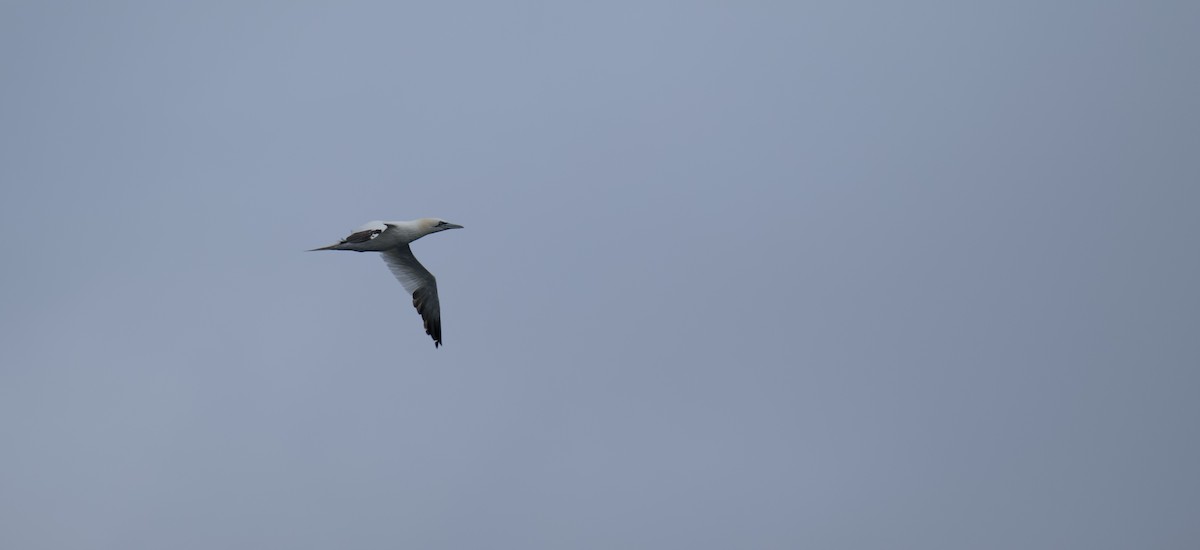 Northern Gannet - ML645920852