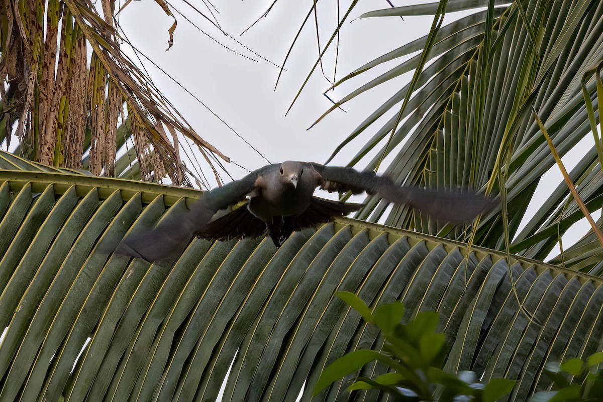 Green Imperial-Pigeon - ML645920854