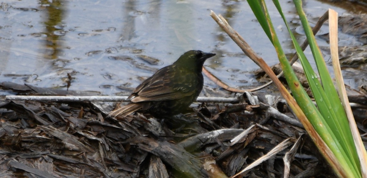 Yellow-winged Blackbird - ML645920855