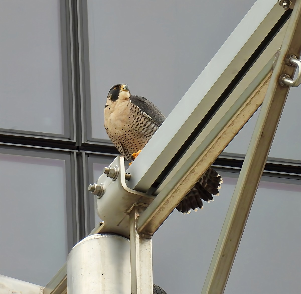 Peregrine Falcon - ML645920864