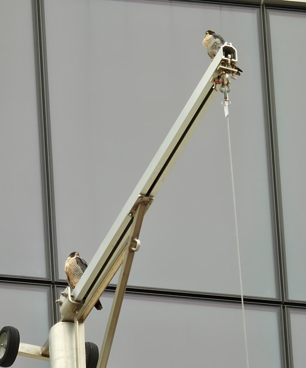 Peregrine Falcon - ML645920865