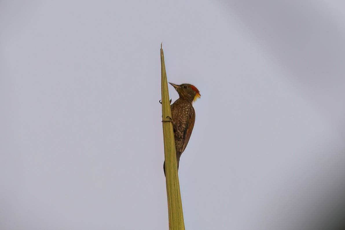 Lesser Yellownape - ML645920871