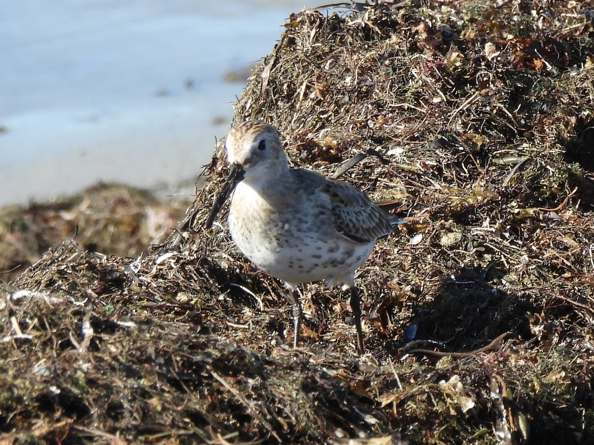 Txirri arrunta - ML645920889