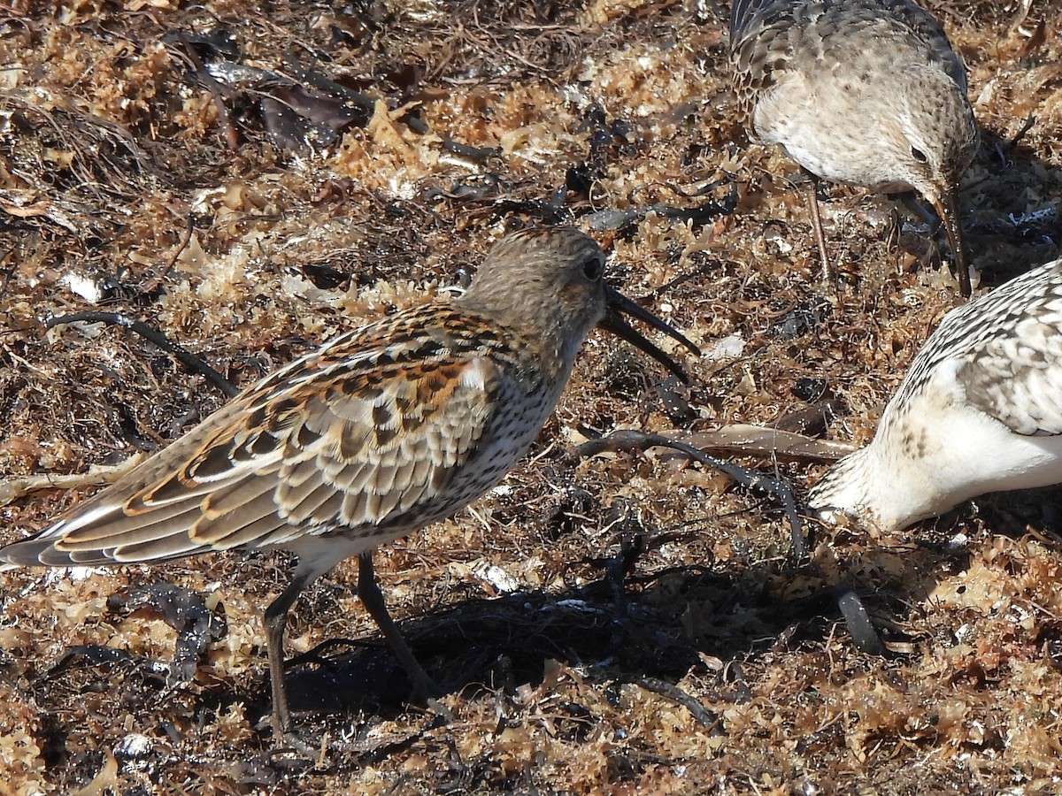 Txirri arrunta - ML645920890