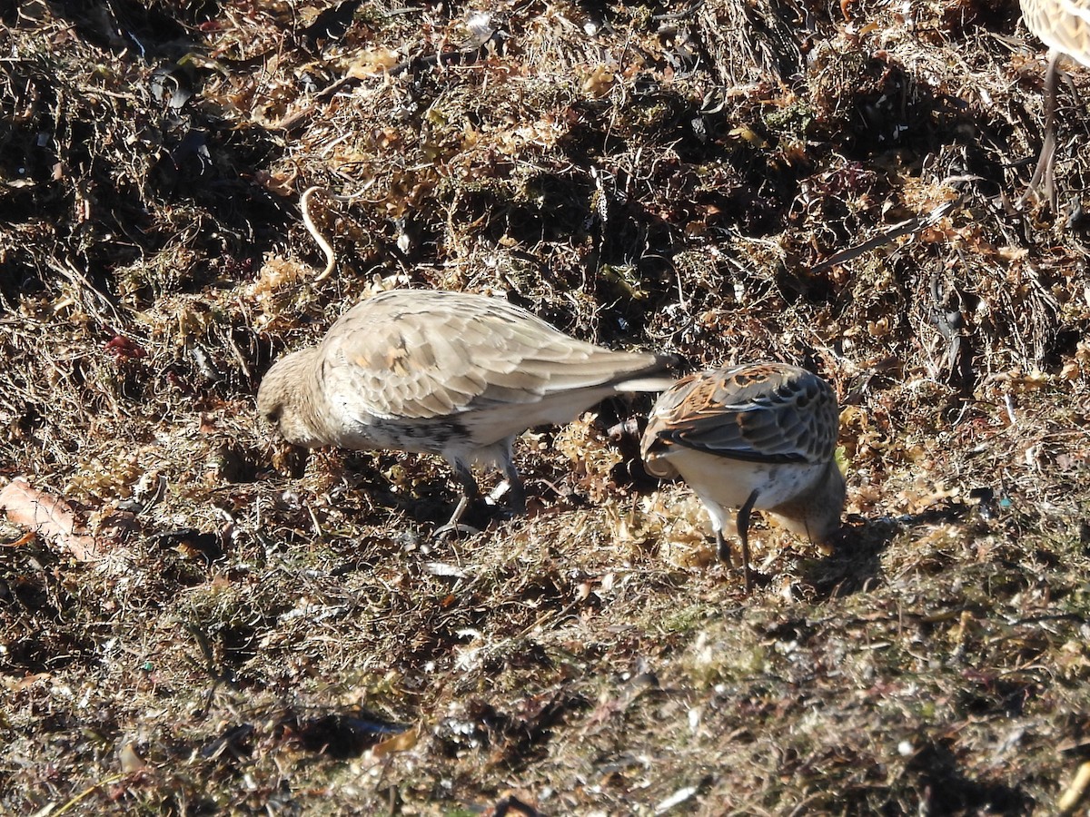 Txirri arrunta - ML645920894