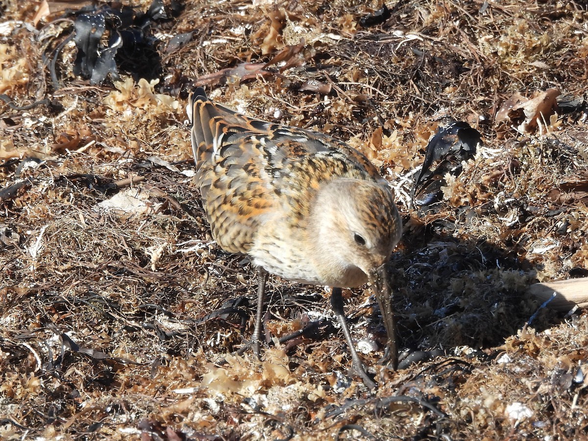 Txirri arrunta - ML645920895