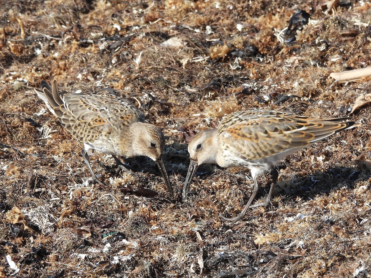 Txirri arrunta - ML645920896