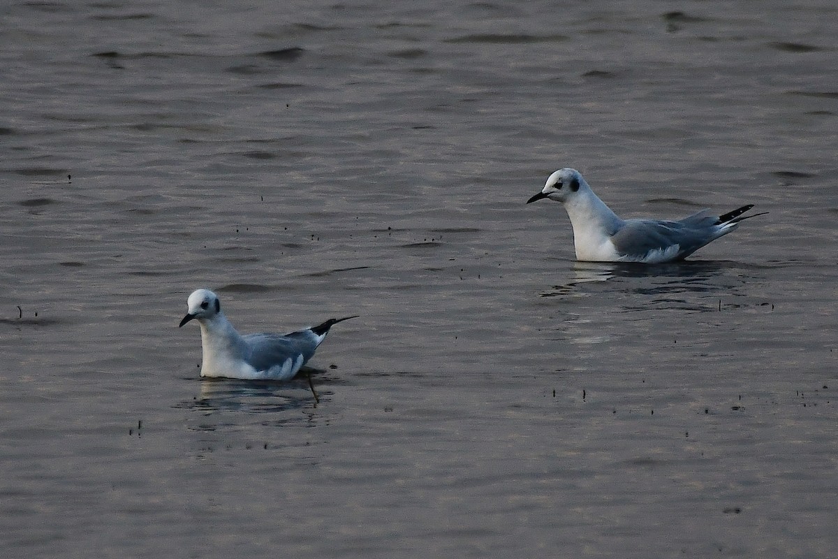 Bonaparte's Gull - ML645920911