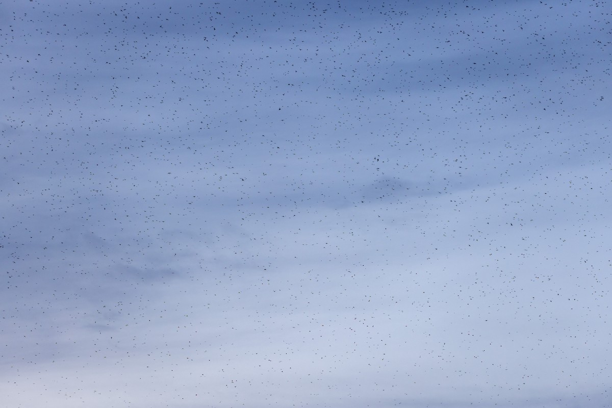 Tree Swallow - ML645920913