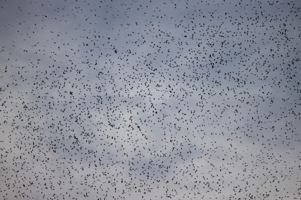 Tree Swallow - ML645920914