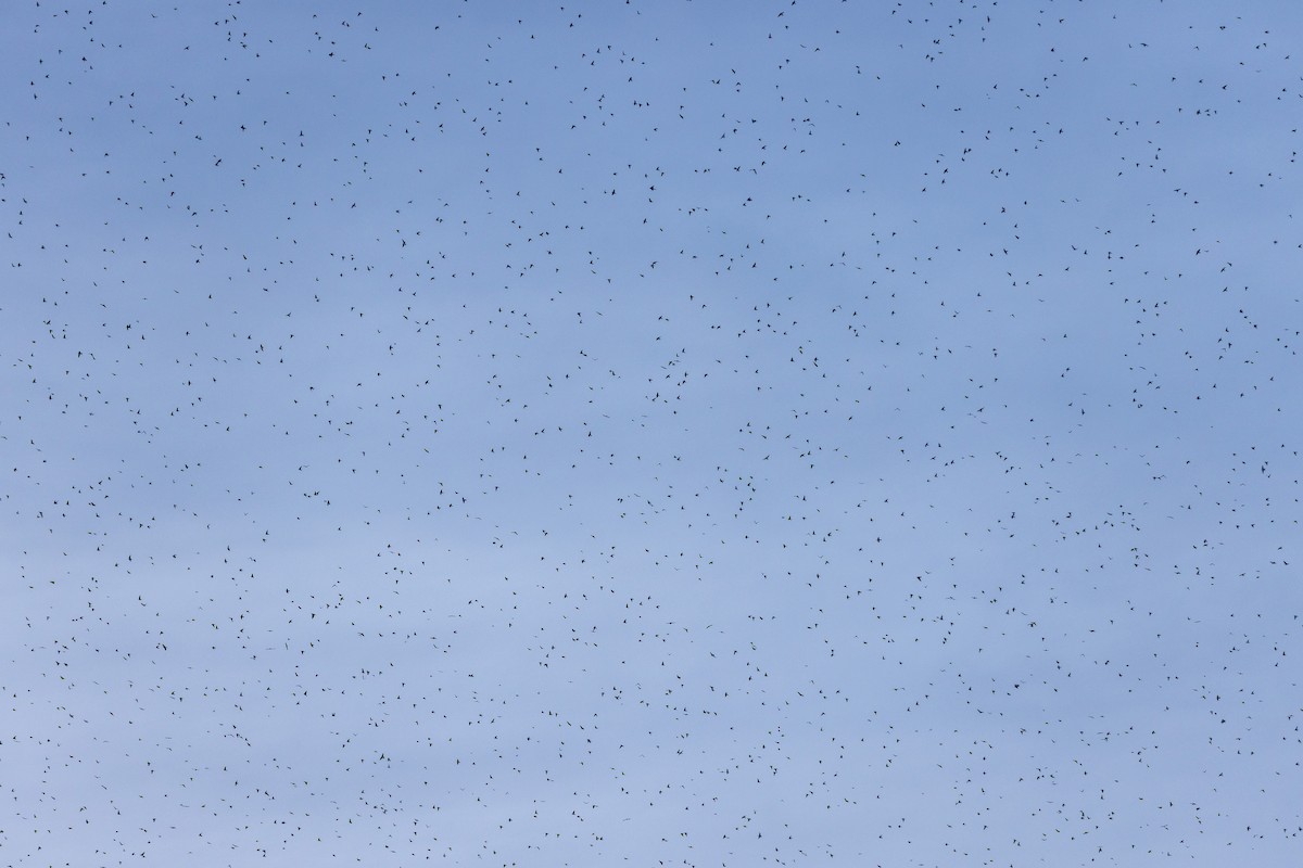 Tree Swallow - ML645920915