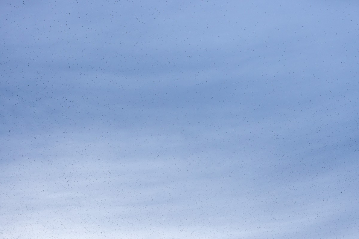 Tree Swallow - ML645920916