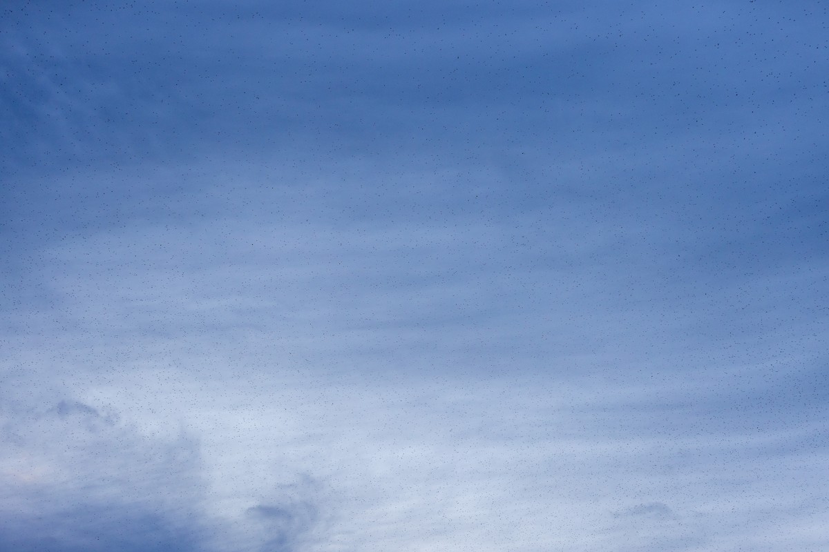 Tree Swallow - ML645920917