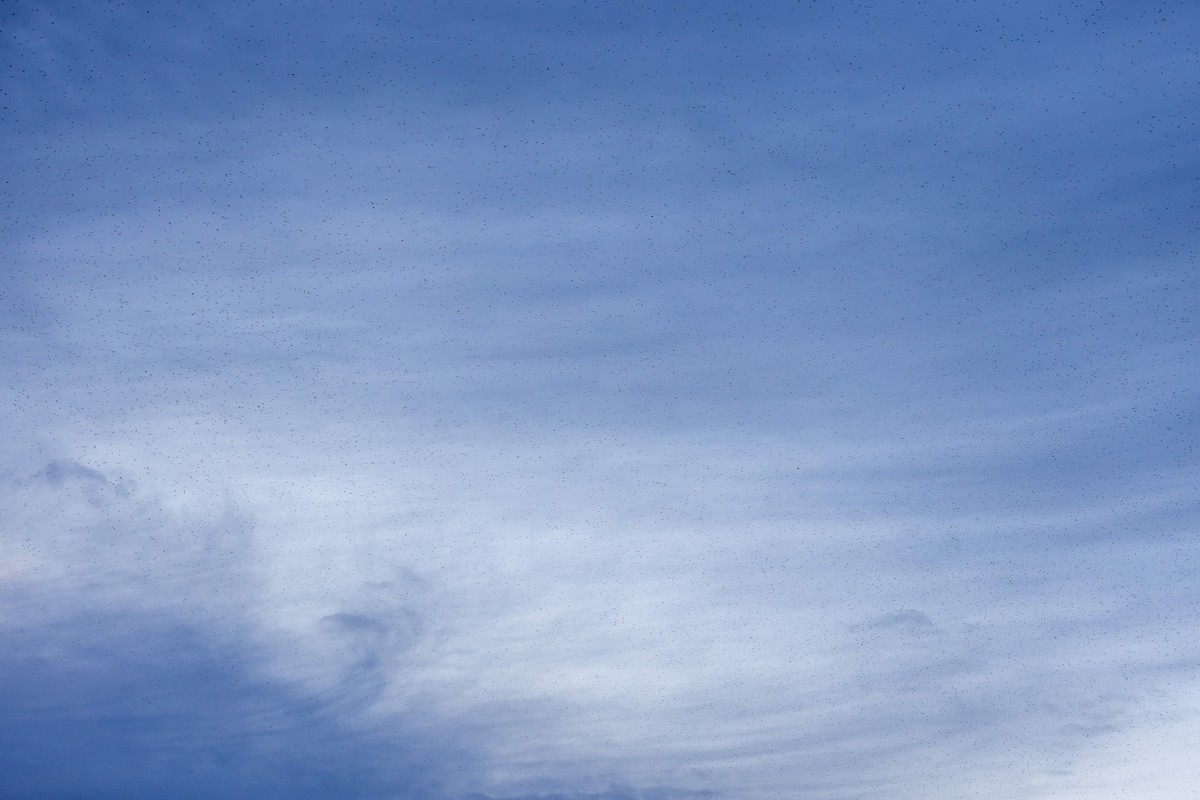 Tree Swallow - ML645920918