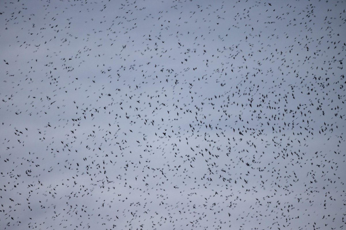 Tree Swallow - ML645920919