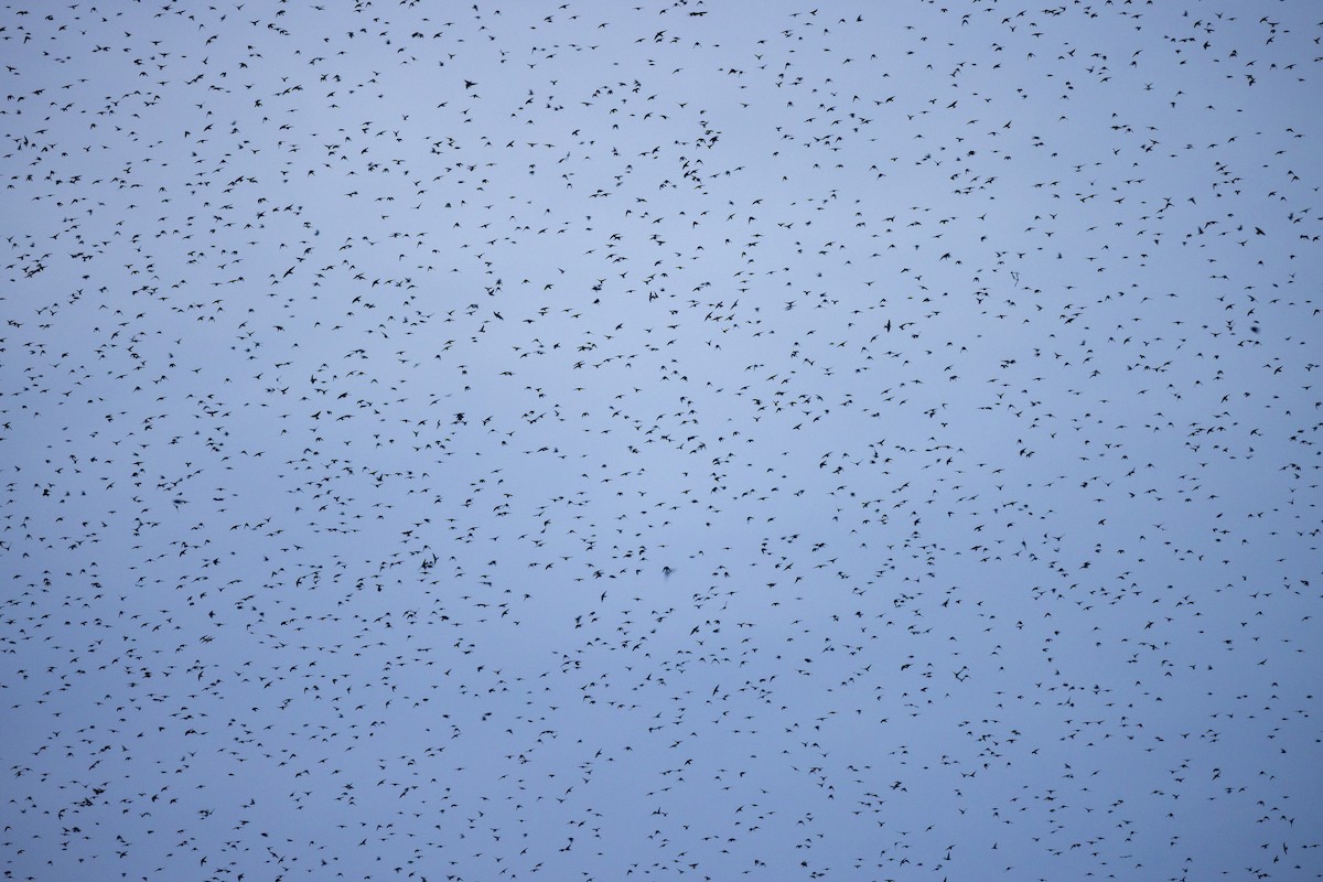 Tree Swallow - ML645920920